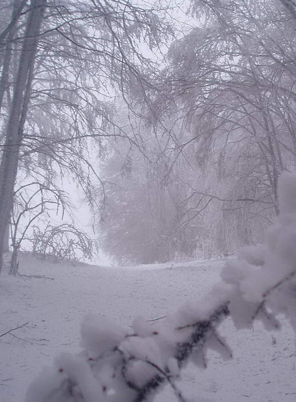 заснеженный лес в Крыму